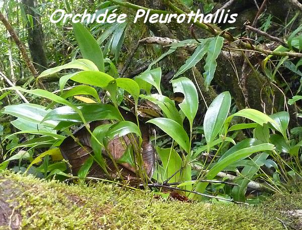 Pleurothallis, Orchidée, Piton de Bouillante