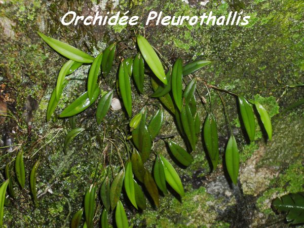 Pleurothallis, Orchidée, Piton de Bouillante