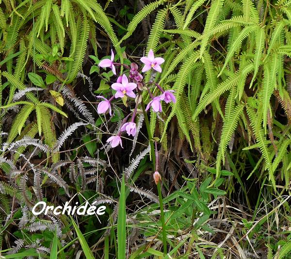 orchidée, Spathoglottis plicata, Contrebandiers, Guadeloupe