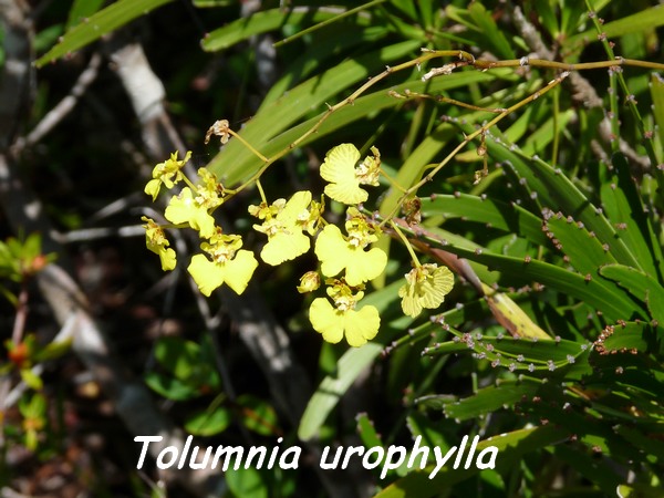 Tolumnia urophylla, orchidée, Désirade L