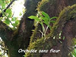 orchidée, Trace V Hugues, B Terre