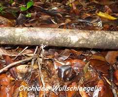 Wullschlaegelia aphylla, orchidée, Piton de Bouillante