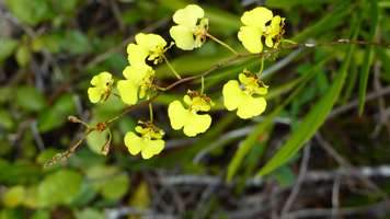 orchidée trace grand nord Désirade guadeloupe