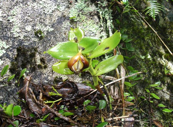 Epidendrum, Orchidée, Piton de Bouillante