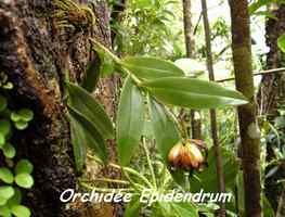 Epidendrum, Orchidée, Piton de Bouillante
