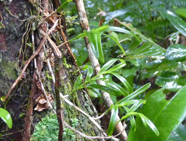 Epidendrum, Orchidée, Piton de Bouillante