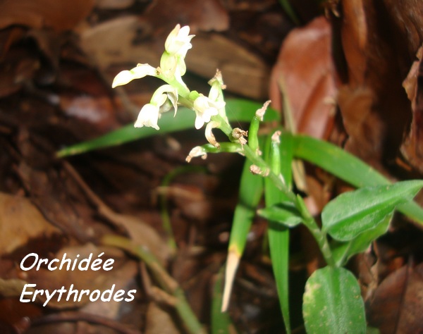 orchidée erythrodes