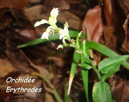 orchidée erythrodes, trace contrebandiers, basse terre nord, guadeloupe