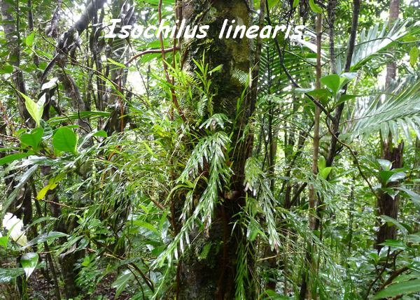 Isochilus linearis , Orchidée, Piton de Bouillante