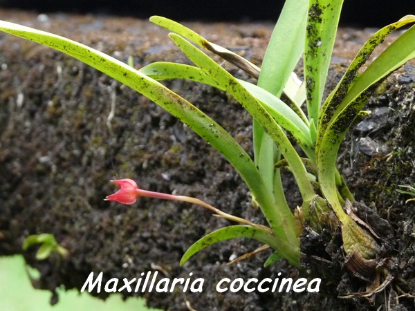 Maxillaria coccinea, orchidée, Papaye L