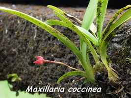 Maxillaria coccinea, orchidée, Papaye