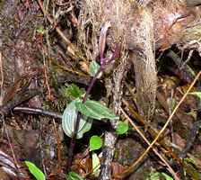 orchidée nez cassé, basse terre, guadeloupe