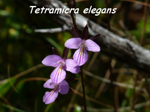 Tetramicra elegans, orchidée, Désirade L