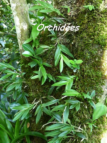 orchidée, B Argent L