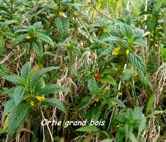 ortie grand bois, soufrière, guadeloupe