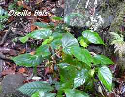 oseille bois, Begonia obliqua, morne cadet, gourbeyre