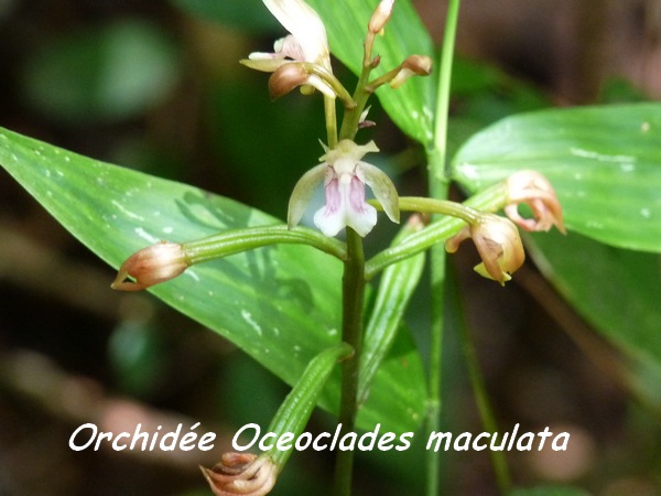plessis, orchidée L