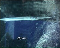 poisson long, récif cirallien, ecosysteme marin, guadeloupe, antilles