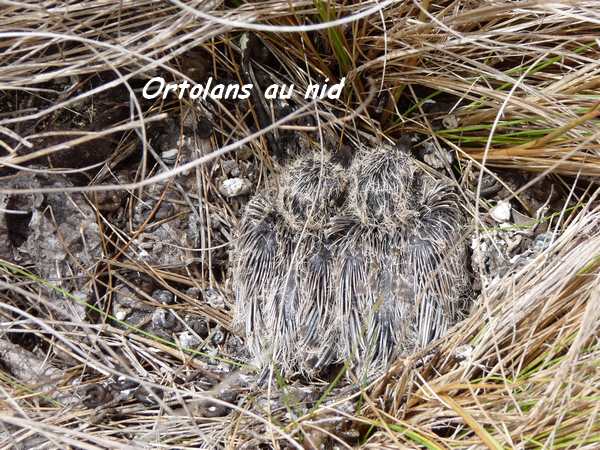 foret seche oiseau L