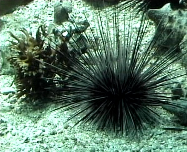 echinoderme benthos L