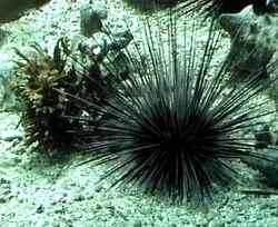 echinoderme, récif corallien, guadeloupe, antilles