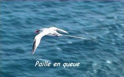 paille enqueue, oiseau, balade pointe des chateaux, guadeloupe