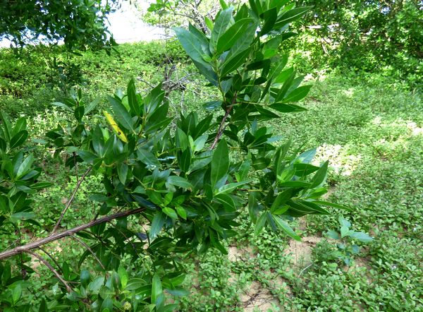 palétuvier gris, Conocarpus erectus, port louis, grande terre, guadeloupe