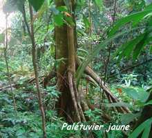 palétuvier jaune, Symphonia globulifera, arbre, trace 36 mois, ste rose, bass terre, guadeloupe