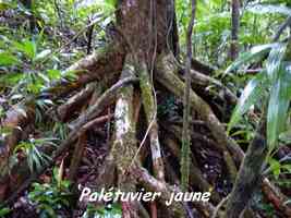 Palétuvier jaune, Symphonia globulifera, Galion