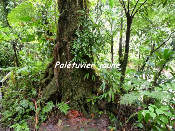 palétuvier jaune, carbet L