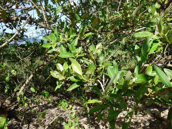 Palétuvier noir, Avicennia germinans, port Louis, grande terre, guadeloupe