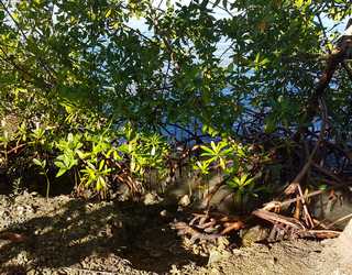 palétuvier, babin vx Bourg Guadeloupe