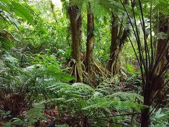 paletuviers jaunes grand Etang Basse terre Guadeloupe