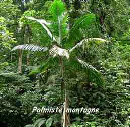 palmiste,Prestoea montana arbre, chutes carbet, basse terre sud, guadeloupe