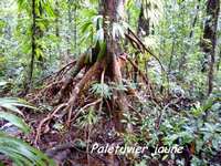 palétuvier jaune, arbre, madeleine, basse terre sud, gaudeloupe