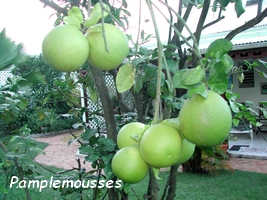 pamplemoussier arbre jardins Guadeloupe