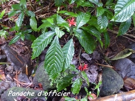 panache d officier , flore, Guadeloupe