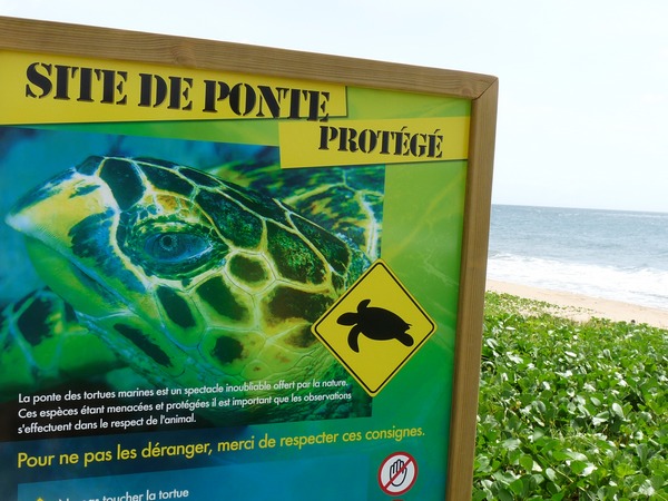 Protection des tortues marines, Deshaies