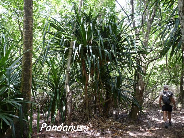 Pandanus, Littoral Deshaies