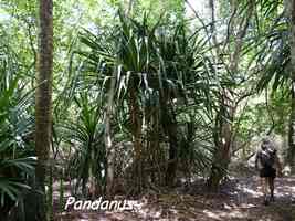 Pandanus, Littoral Deshaies