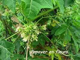 papayer, arbre, bras de fort, goyave, guadeloupe