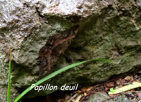 Papillon deuil, Ascalapha odorata, Gors Morne Deshaies