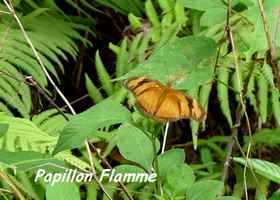 Papillon Flamme, Dryas iulia , Contrebandiers, Guadeloupe