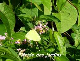 Phoebis sennae, Papillon, Grande Pointe