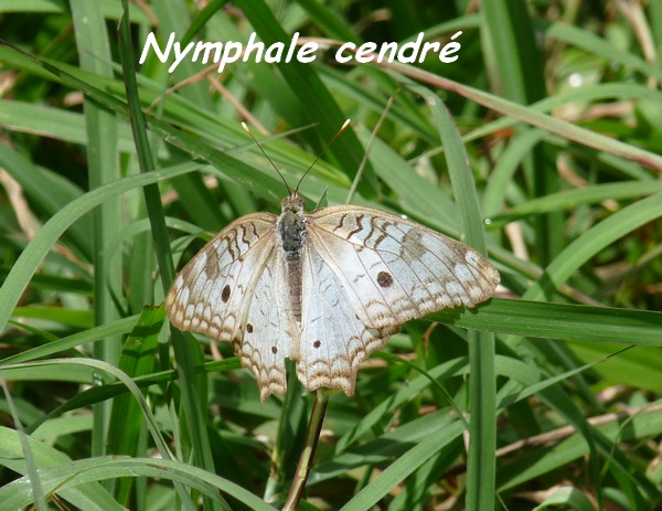 Anartia jatrophae inermedia, Nymphale cendré, Lac de Gaschet L