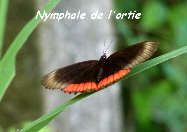 Biblis hyperia hyperia, Nymphale de l`ortie, Lac de Gaschet L