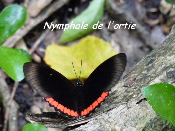 Papillon, Nymphale de l`ortie, Biblis hyperia, Gros Morne Deshaies