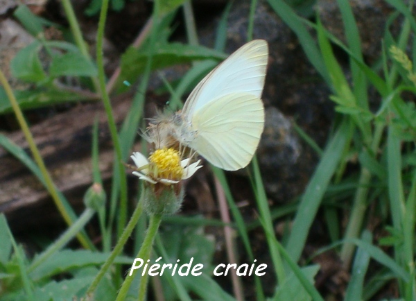 Papillon Piéride craie, Ascia monuste virginia, Littoral Deshaies