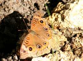 papillon port louis grande terre guadeloupe