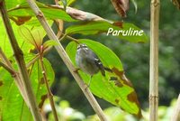 paruline, oiseau, madeleine, basse terre sud, guadeloupe